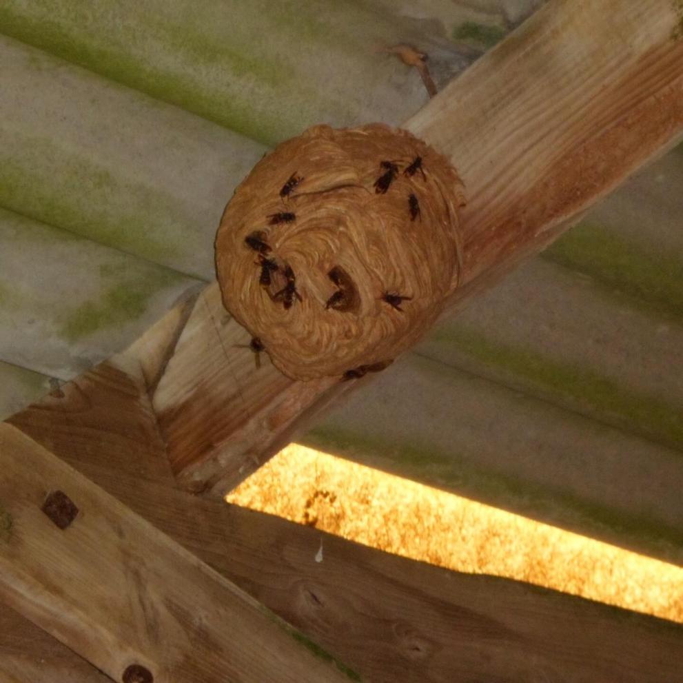 Nid de frelons asiatiques sur poutre