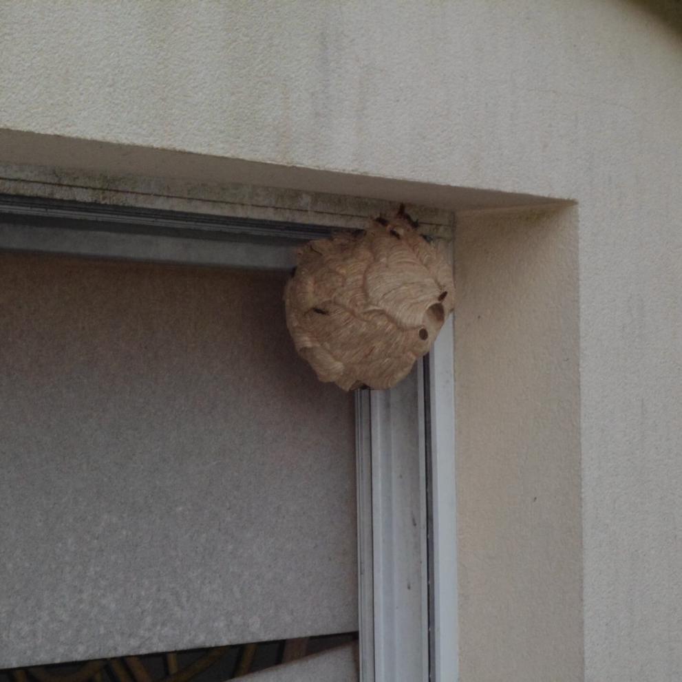 Nid de frelons dans un encadrement de fenêtre