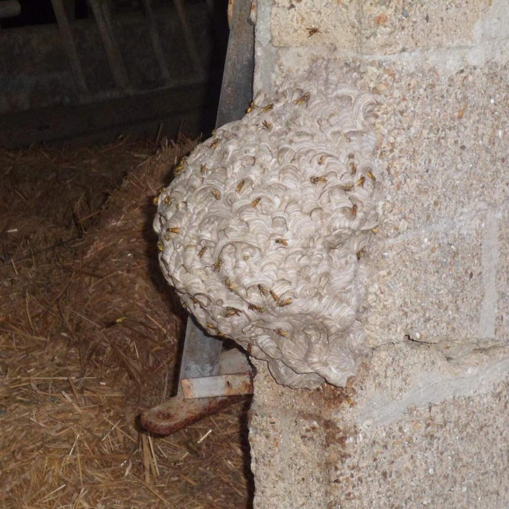 Nid de guêpes sur des parpaings