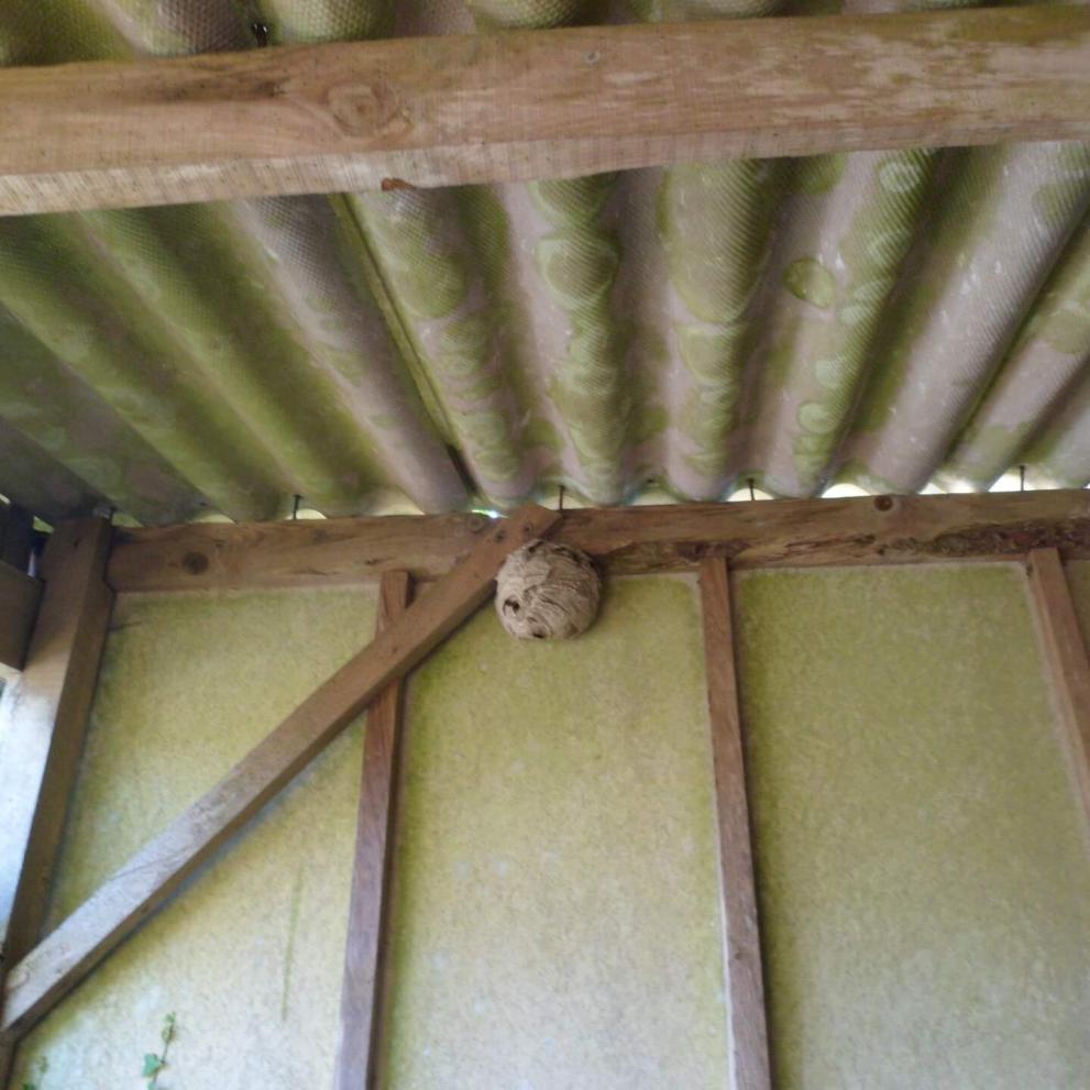 Nid de frelons asiatiques sur poutre