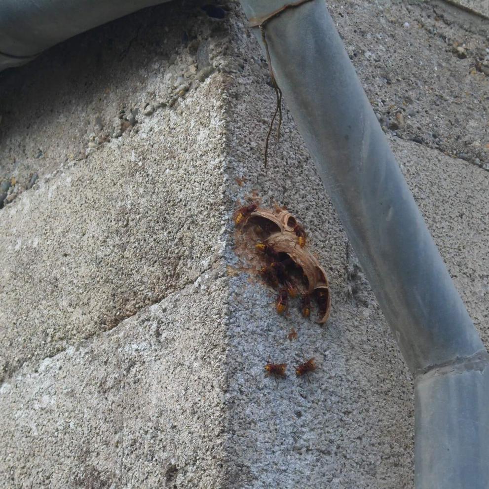 Nid de frelons européens dans un mur