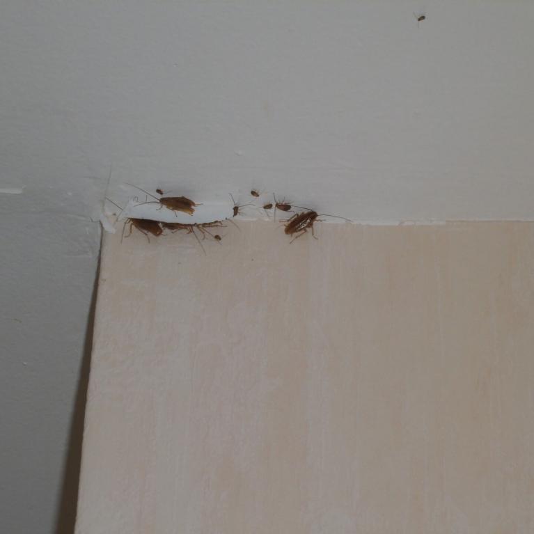 Opération de piégeage sur blattes germaniques dans un appartement