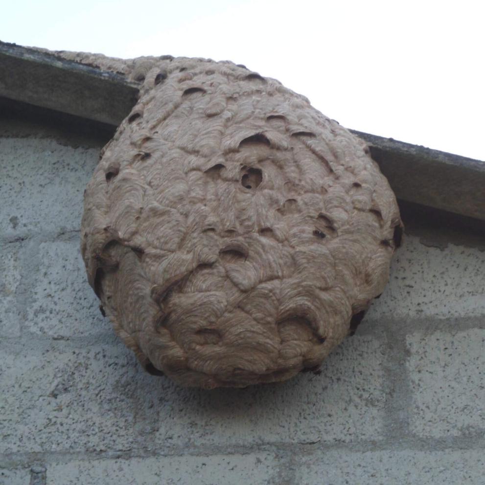 Nid de frelons asiatiques à 3,50m du sol 600 à 800 frelons