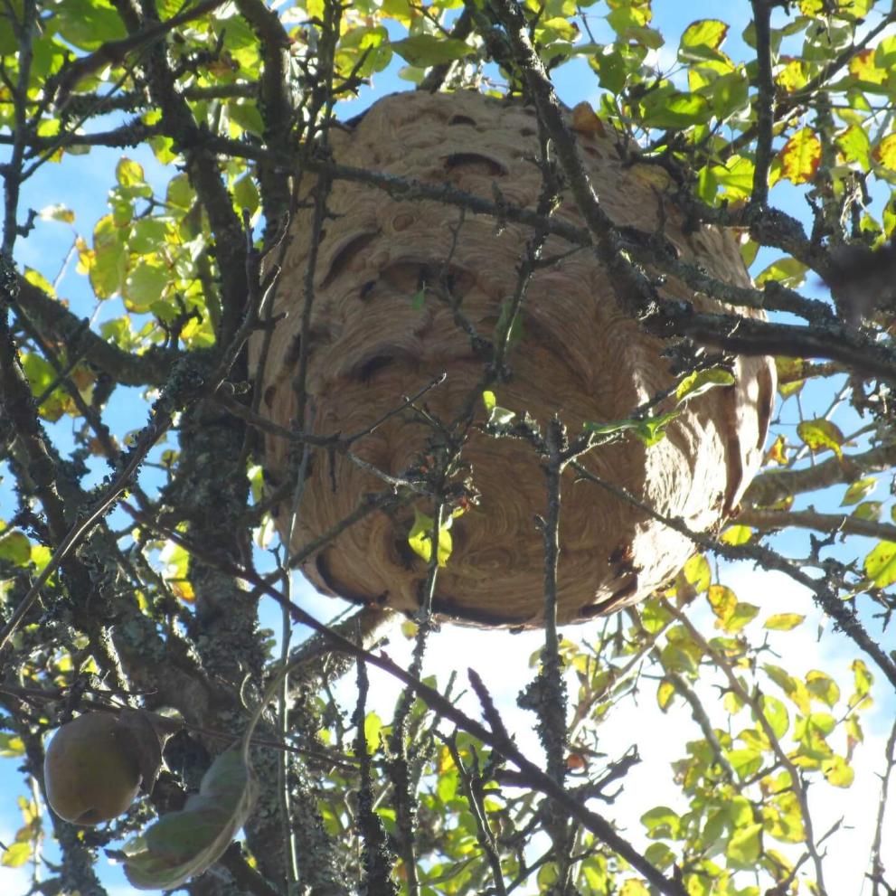 Nid de frelons asiatiques dans un pommier à 10 mètres de haut et 1 mètre de diamètre