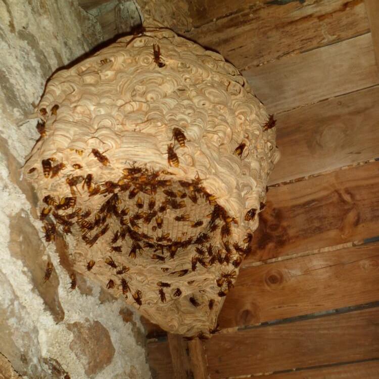 Le plus gros nid de frelons européens de la saison 2018