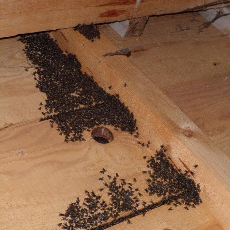 Infestation de mouches dans les combles d'une maison d'habitation