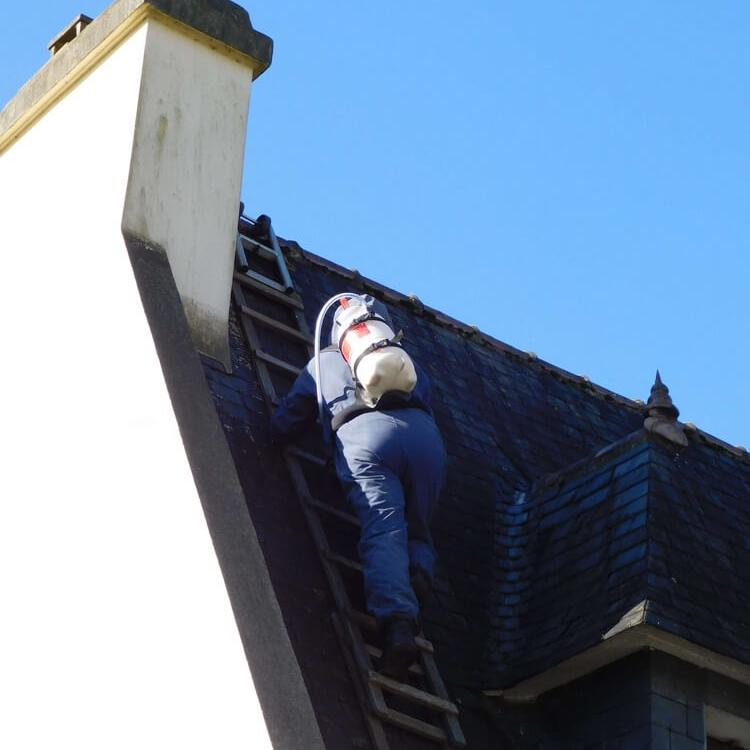 Destruction nid de guêpes