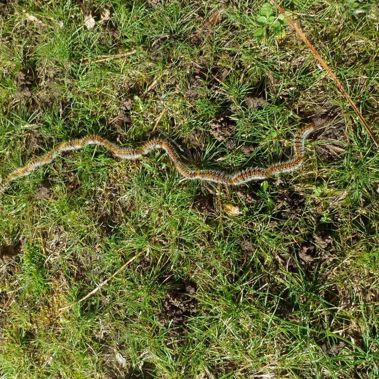 Chenilles processionnaires, la saison des processions a commencé pour l'enfouissement sous terre