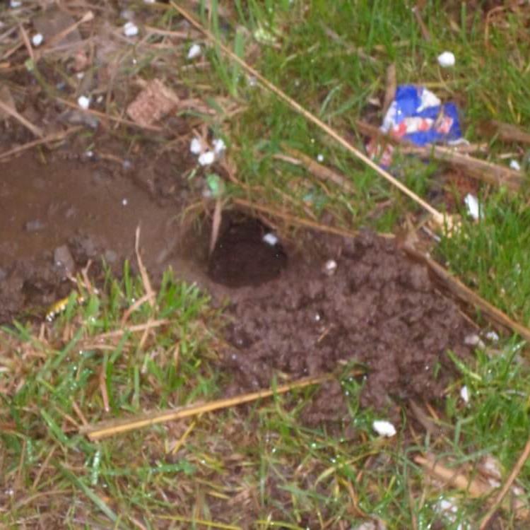 Entrée d'un terrier de rats