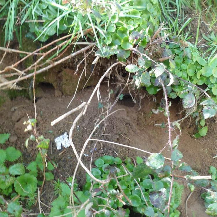 Infestation de rats derrière un lieu de collecte de déchets ménager