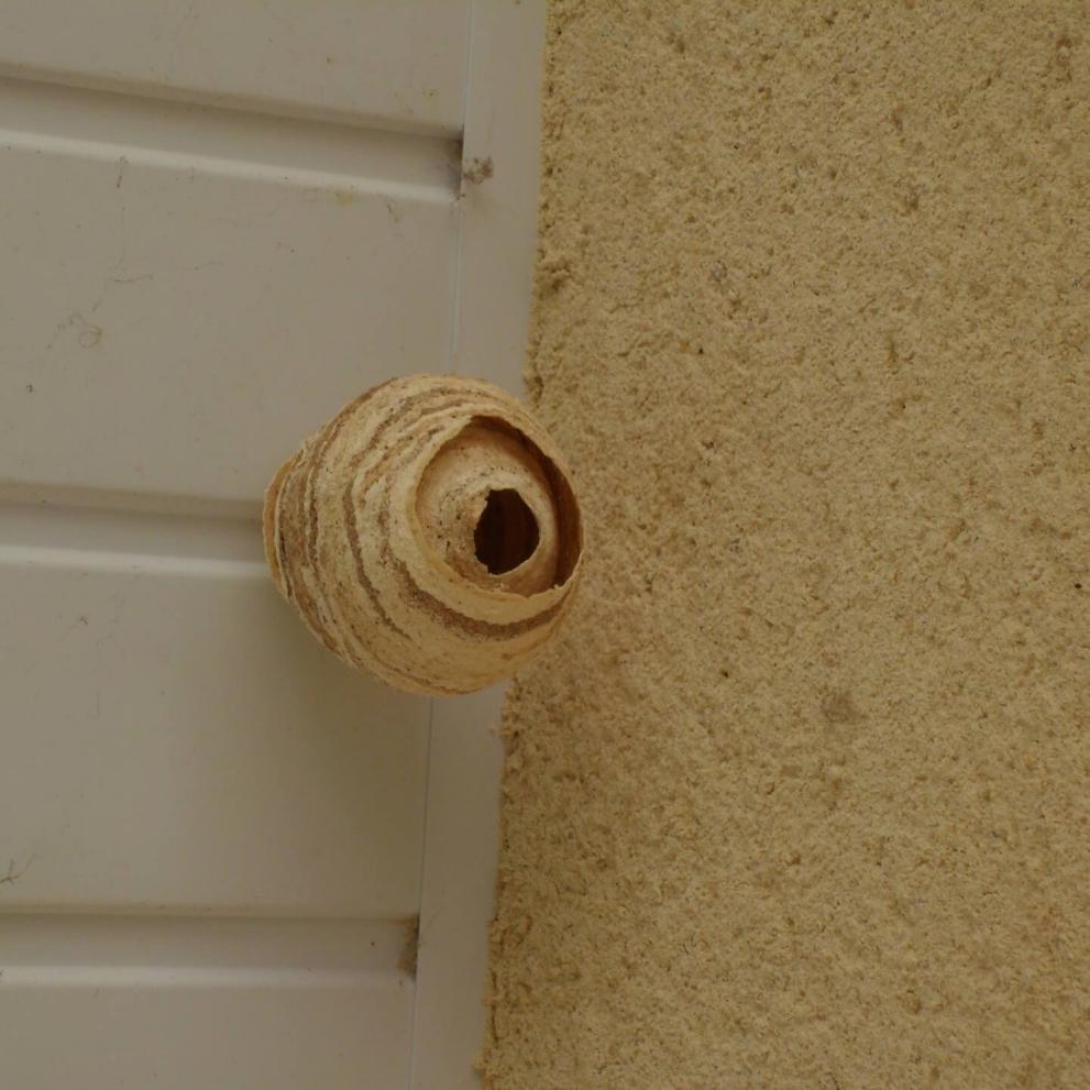 La reine fondatrice de frelons asiatiques ayant commencé à élaborer son nid primaire