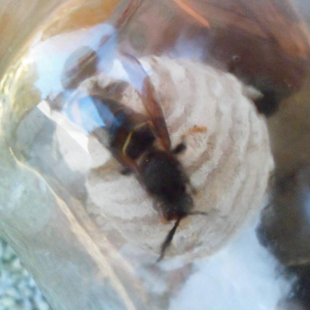 Reine fondatrice entrain de travailler sur son nid