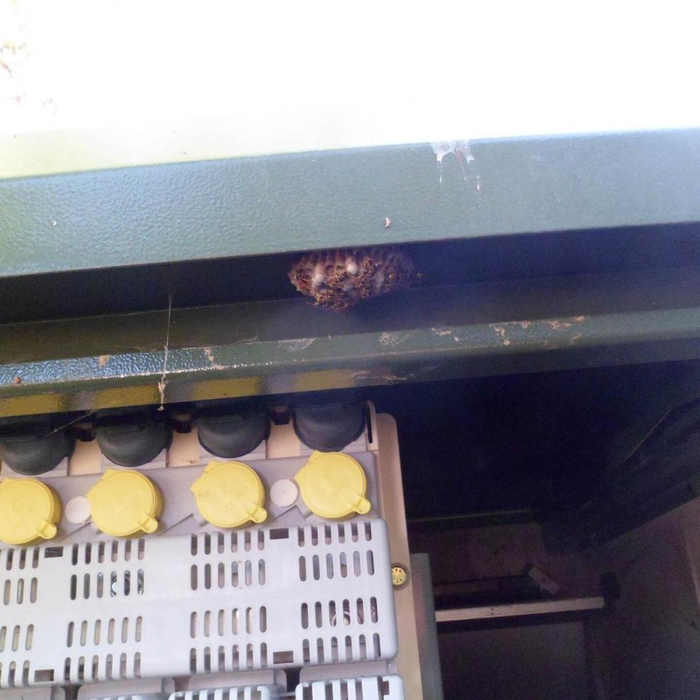 Les guêpes sont actives